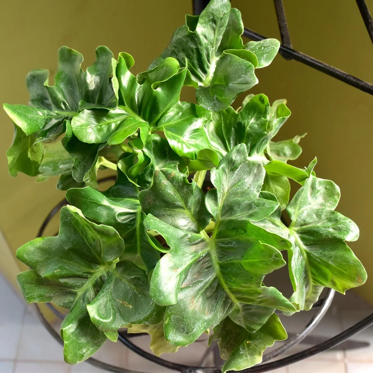 Shining Philodendron Bipinnatifidum
