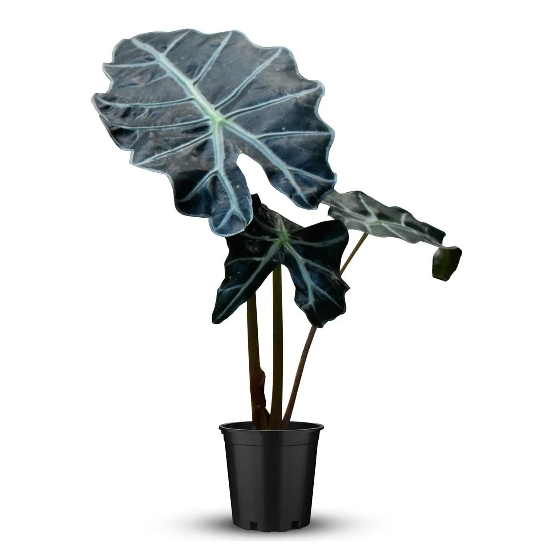 African Mask Plant