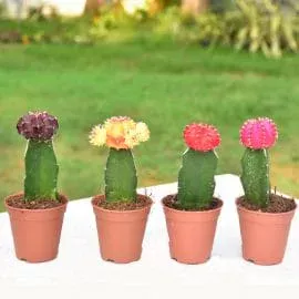 Grafted Moon Cactus Plants