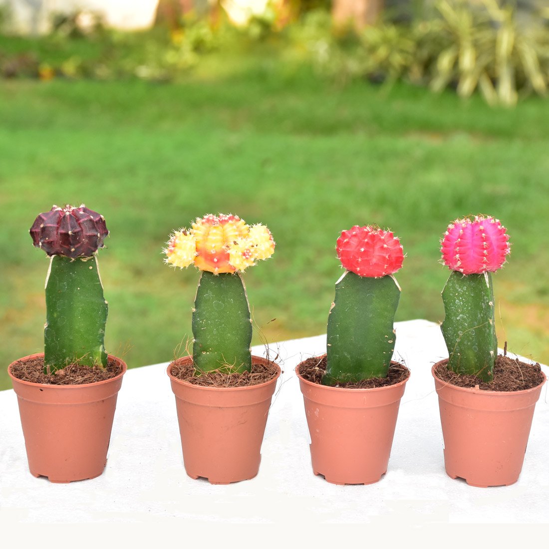 Grafted Moon Cactus Plants   Buy Online   trivandrumgardentech.com