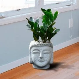 ZZ Plant In Head Pot