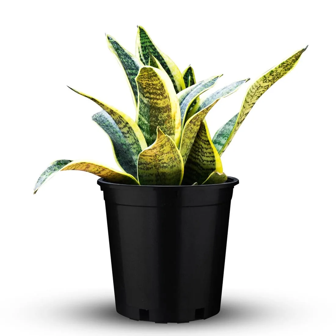 Striking Sansevieria Plant