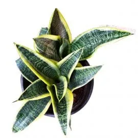 Striking Sansevieria Plant