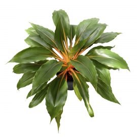 Orange Spider Plant - Chlorophytum Orchidastrum Fire-Flash