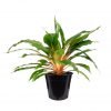 Orange Spider Plant - Chlorophytum Orchidastrum Fire-Flash