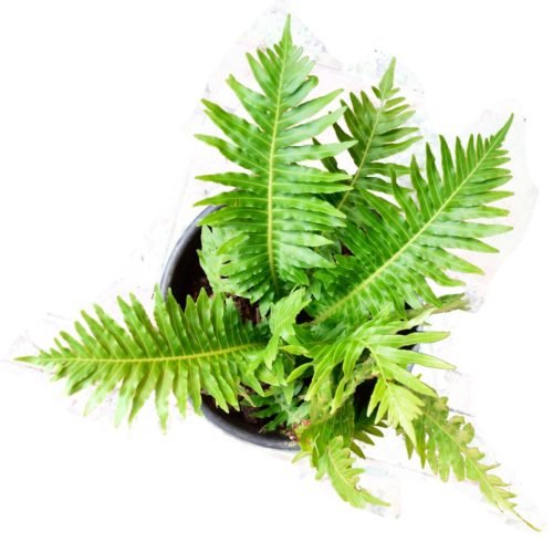 Kimberley Queen Fern