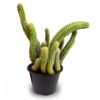 Rat Tail Cacti Plants