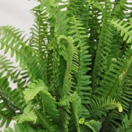 Kimberley Queen Fern