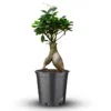 Small Ficus Microcarpa Bonsai
