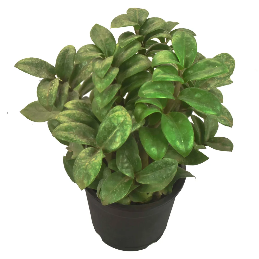 Zamioculcas zamiifolia 'Zenzi'