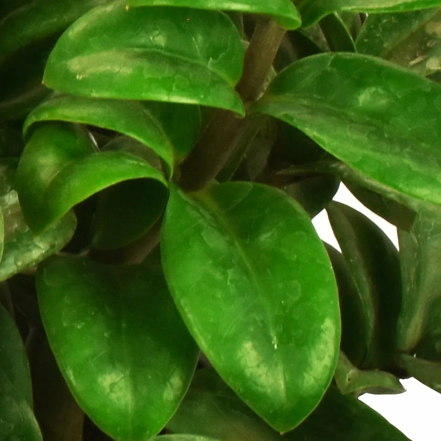 Zamioculcas zamiifolia 'Zenzi'
