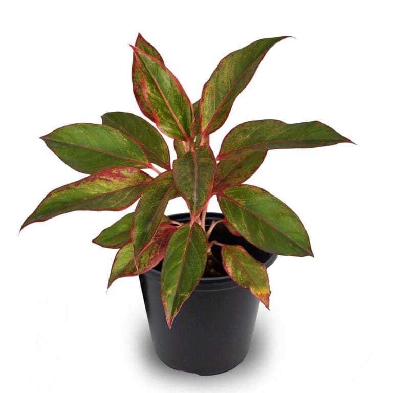 Aglaonema Siam Aurora Red Lipstick Buy Online Trivandrum Gardentech