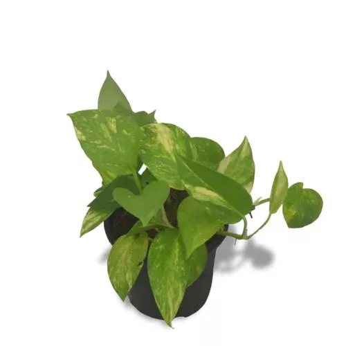 Money Plant Golden Queen