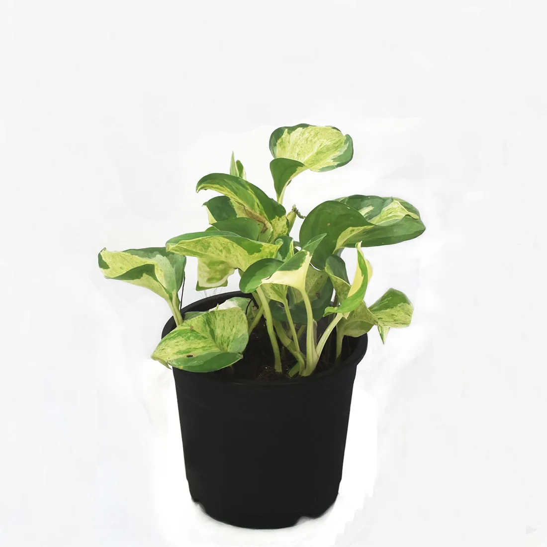Money Plant Manjula