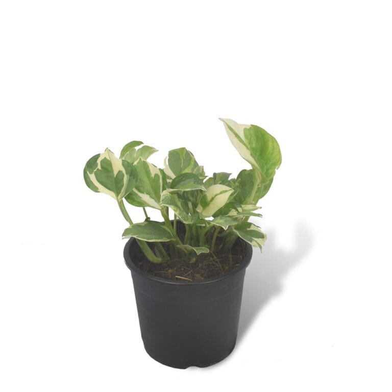 Indoor Live Plants Buy Online Trivandrum Garden Tech