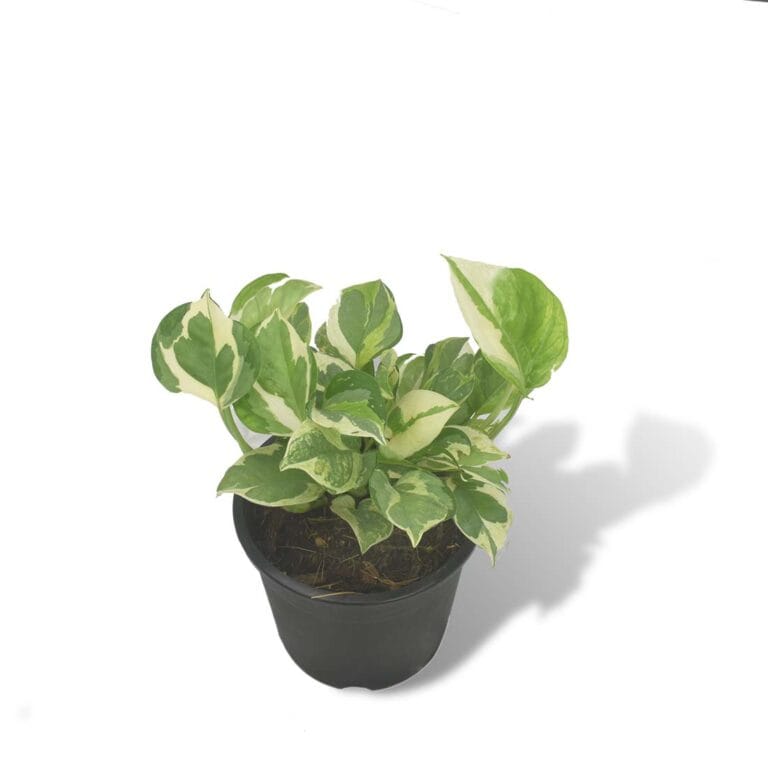 Dracaena Mahatma Plant Buy Online Trivandrum Gardentech